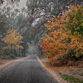 Bidwell Fall by John Heywood Bidwell Fall by John Heywood