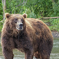Big brown bear in river Photograph by Mikhail Kokhanchikov Big brown bear in river Photograph by Mikhail Kokhanchikov
