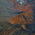 Big Brown Painting by Les Herman Big Brown Painting by Les Herman