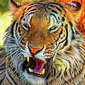Big Cat Yawning Photograph by David Desautel Big Cat Yawning Photograph by David Desautel