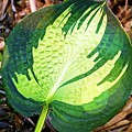 Big Leaf Photograph by David Desautel Big Leaf Photograph by David Desautel