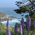 Big Sur Coast Purple Flowers by Sandy Rakowitz