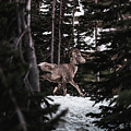Bighorn in Snow Photograph by William Boggs Bighorn in Snow Photograph by William Boggs