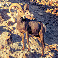 Bighorn Sheep in the Mojave Desert 2 by James Sage