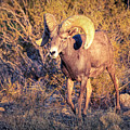 Bighorn Sheep in The Mojave Desert by James Sage