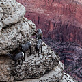 Bighorn Sheep Overlooking the Canyon by Susie Loechler