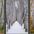 Birch Path Three Season Collage Photograph by White Mountain Images