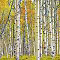Birch Tree Grove in Autumn Yellow Color Photograph by Randall Nyhof Birch Tree Grove in Autumn Yellow Color Photograph by Randall Nyhof