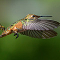 Bird and the Bees by Lisa Manifold