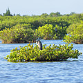 Bird Island Photograph by Gordon Elwell Bird Island Photograph by Gordon Elwell