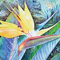 Bird of Paradise Painting by Merana Cadorette Bird of Paradise Painting by Merana Cadorette