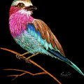 Bird on Black by Roxie Colors