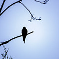Mourning Dove Silhouette - Blue Skies Photograph by Jason Fink Mourning Dove Silhouette - Blue Skies Photograph by Jason Fink