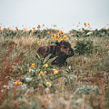 Bison Calf Photograph by William Boggs Bison Calf Photograph by William Boggs