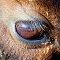Bison Eye Reflection by Keith Stokes