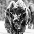 Bison in snow Photograph by D Robert Franz Bison in snow Photograph by D Robert Franz