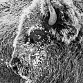 Bison portrait Photograph by D Robert Franz Bison portrait Photograph by D Robert Franz