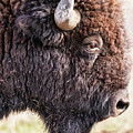Bison Portrait by Matt Hammerstein