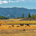 Bison Roaming Madison River in Yellowstone Photograph by Kenneth Everett Bison Roaming Madison River in Yellowstone Photograph by Kenneth Everett