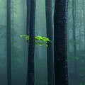 Bit Of Green Photograph by Evgeni Dinev Bit Of Green Photograph by Evgeni Dinev