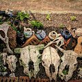 Bits and Pieces Photograph by Elaine Teague Bits and Pieces Photograph by Elaine Teague