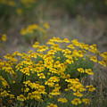 Bitter Sneezeweed Photograph by DArcy Evans Bitter Sneezeweed Photograph by DArcy Evans