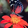 Black and Red Butterfly on Red Flower Photograph by WAZgriffin Digital Black and Red Butterfly on Red Flower Photograph by WAZgriffin Digital