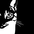 Black and White Cat 657 Digital Art by Lucie Dumas Black and White Cat 657 Digital Art by Lucie Dumas