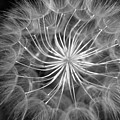Black and White Dandelion 2 Photograph by Amy Fose Black and White Dandelion 2 Photograph by Amy Fose