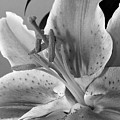 Black and White Lily 1 Photograph by Amy Fose Black and White Lily 1 Photograph by Amy Fose