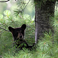 Black Bear Cub At Cades Cove  by Jennifer Robin