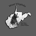 Black Bear WV state animal Photograph by Dan Friend Black Bear WV state animal Photograph by Dan Friend