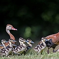 Black-bellied whistling duck with its babies Photograph by Puttaswamy Ravishankar Black-bellied whistling duck with its babies Photograph by Puttaswamy Ravishankar