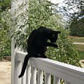Black Cat Bathing Photograph by Valerie Collins Black Cat Bathing Photograph by Valerie Collins