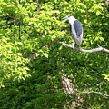 Black Crowned Night Heron by Thomas Marchessault