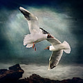 Black Headed Gulls Digital Art by Maggy Pease Black Headed Gulls Digital Art by Maggy Pease