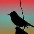 Black Phoebe on Sign Silhouette on Tuscan Sunset by Colleen Cornelius Black Phoebe on Sign Silhouette on Tuscan Sunset by Colleen Cornelius