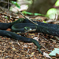 Black Rat Snake Photograph by Melissa Southern Black Rat Snake Photograph by Melissa Southern