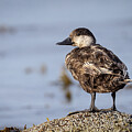 Black Scoter by Denise Kopko