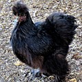 Black Silkie Bantam Photograph by Linda Stern Black Silkie Bantam Photograph by Linda Stern