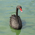 Black Swan Photograph by Heather E Harman Black Swan Photograph by Heather E Harman