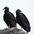 Black Vultures Photograph by Heather E Harman Black Vultures Photograph by Heather E Harman
