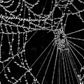 Black Web Photograph by WAZgriffin Digital Black Web Photograph by WAZgriffin Digital