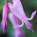 Bleeding Heart 1 Photograph by Stephanie Gambini Bleeding Heart 1 Photograph by Stephanie Gambini