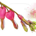 Bleeding Heart Mixed Media by Moira Law Bleeding Heart Mixed Media by Moira Law