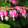 Bleeding Hearts with Dewdrops in Spring Garden by Robert Niemeier