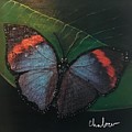 Blessed Butterfly Painting by Charles Young Blessed Butterfly Painting by Charles Young
