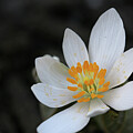 Bloodroot by Laurie Lago Rispoli