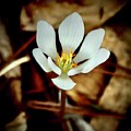 Bloodroot Photograph by Sarah Lilja Bloodroot Photograph by Sarah Lilja