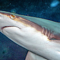 Bloody Nosed Shark Photograph by WAZgriffin Digital Bloody Nosed Shark Photograph by WAZgriffin Digital